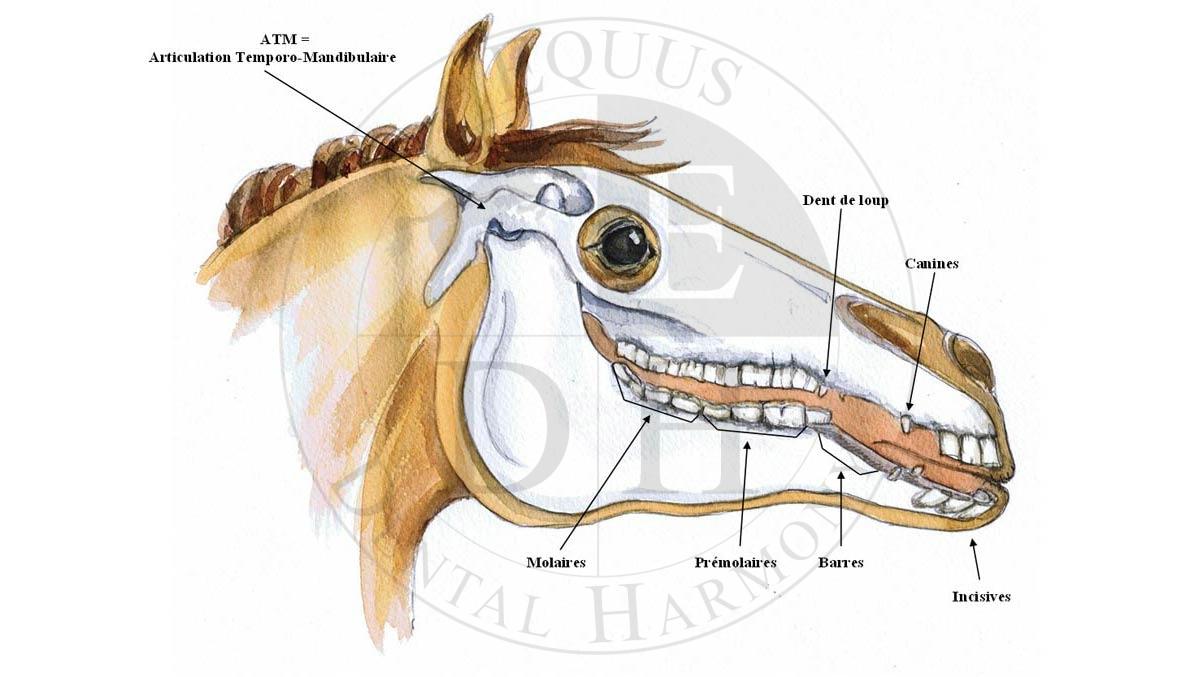 Dentition du cheval